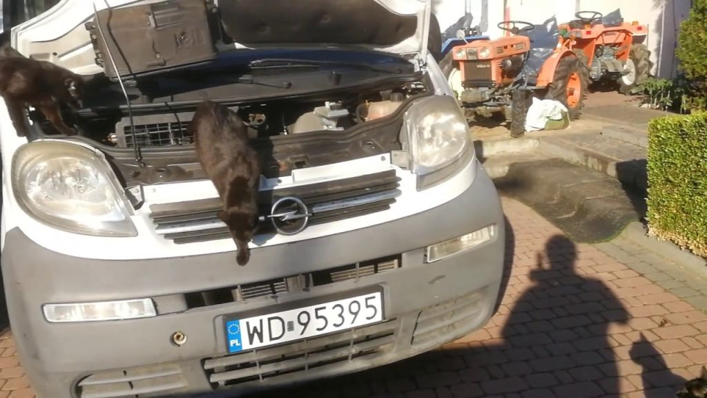 Przegląd samochodu Opel Vivaro po naprawie niestety kicha. www.akant-ogrody.pl